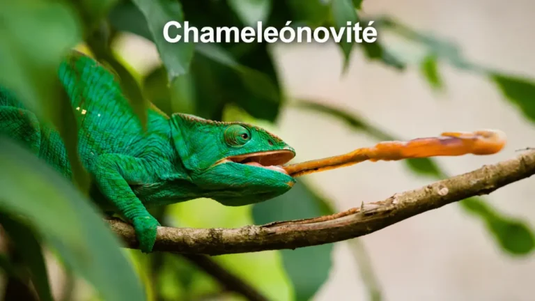 chameleónovité