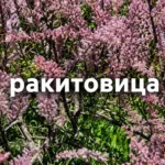 ракитовица