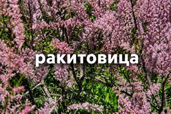 ракитовица