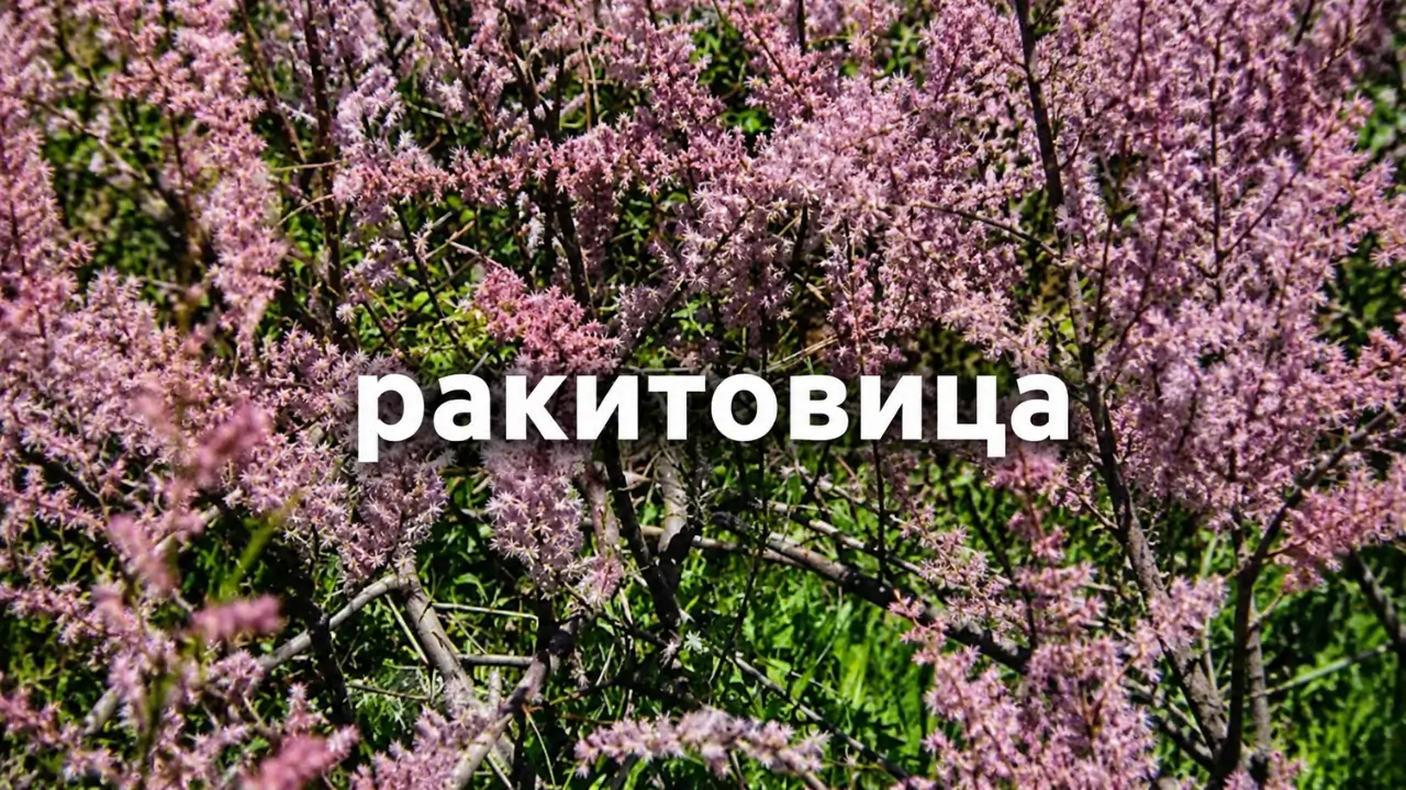 ракитовица