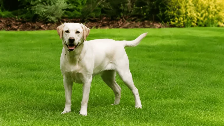 Abradore: Complete Guide to Care, Training, Health, Personality & Ownership